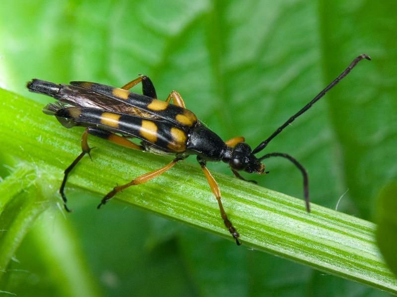 Strangalia attenuata (Linnaeus, 1758)